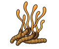 Cordyceps