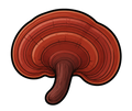 Reishi