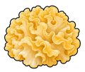 Royal Sun Mushroom