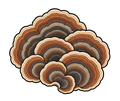 Turkey Tail